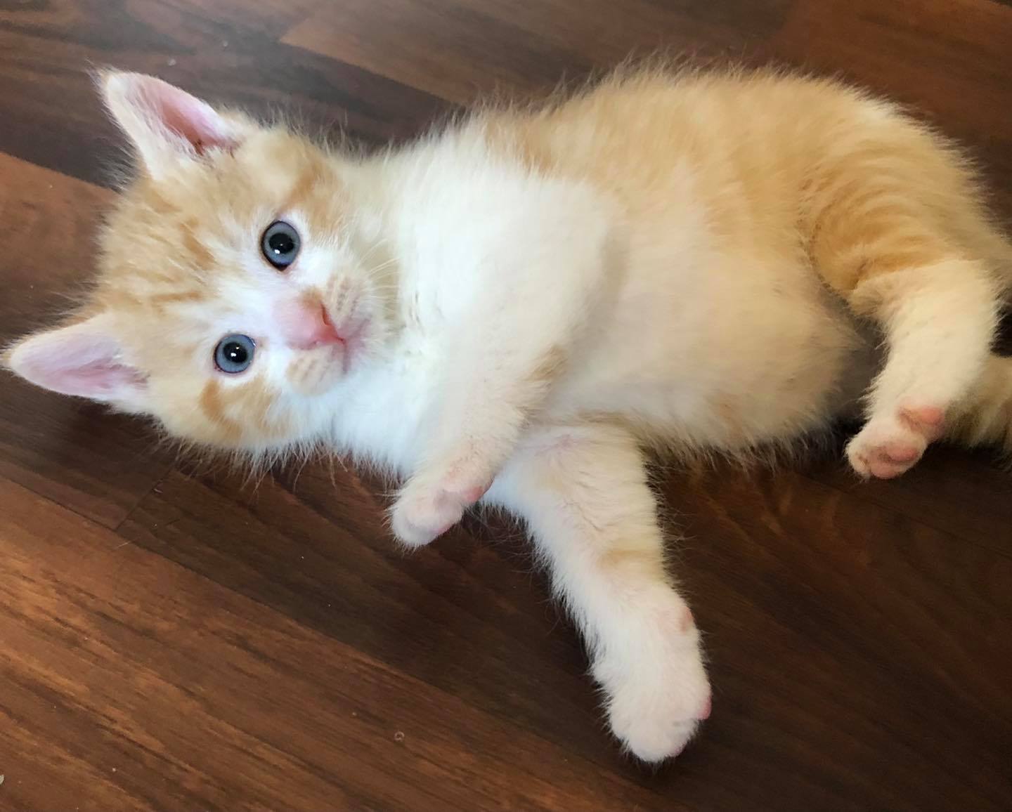 Illustration de l'article : Un passant tend la main à une chatte tentant désespérément de se protéger des intempéries jusqu'à l'arrivée de ses chatons
